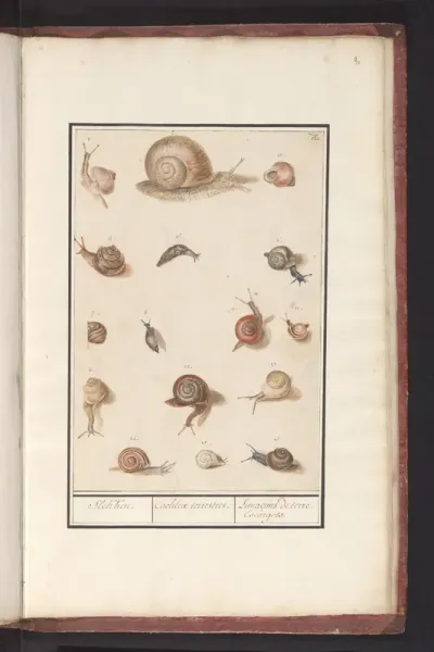 Snails