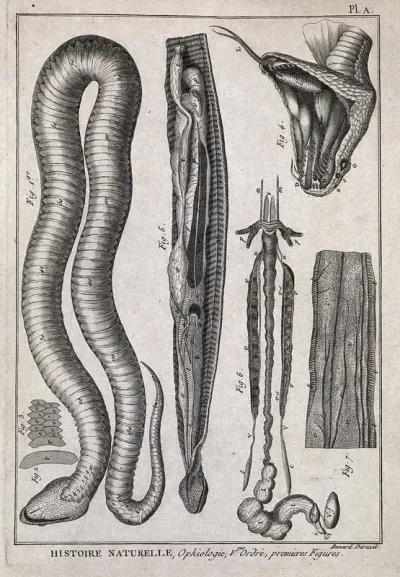 Snake anatomy: ventral view of snake with scales; ventral view of internal organs; view of open mouth