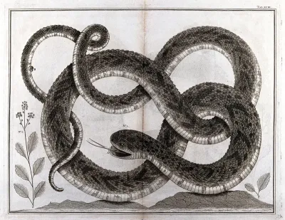 Snake. Etching, 18--?