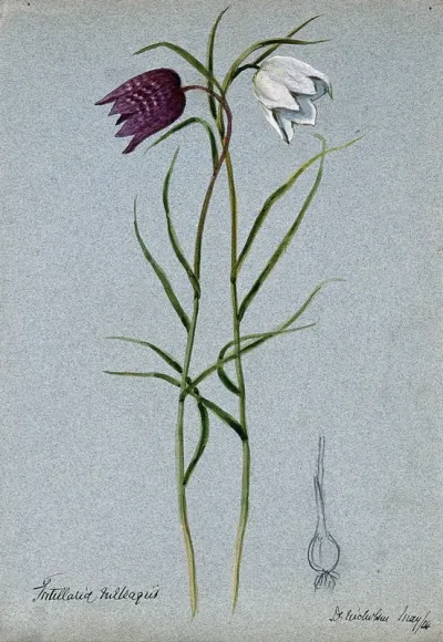 Snake's head or guinea flower (Fritillaria meleagris): flowering stems and bulb