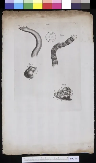 Snakes