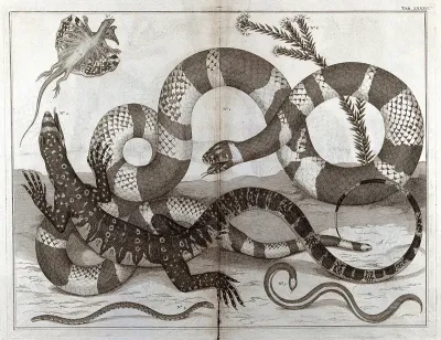 Snakes and lizards
