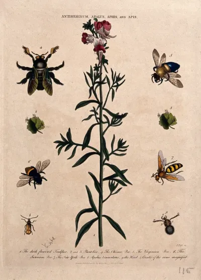 Snapdragon flower (Antirrhinum majus) with five species of bee