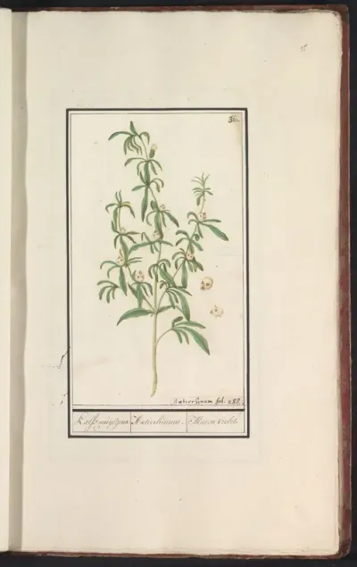 Snapdragon Plant with Seed Pods (Antirrhinum majus L.)