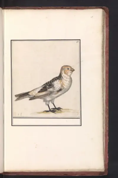 Sneeuwgors (Plectrophenax nivalis)