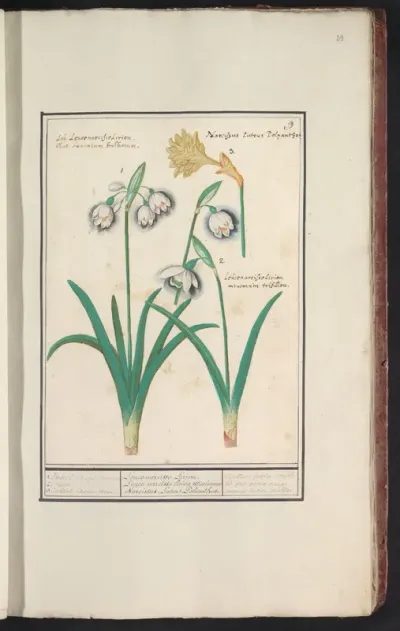 Sneeuwklokjes (Galanthus) en een narcis (Narcissus)