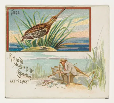Snipe, from the Game Birds series (N40) for Allen & Ginter Cigarettes