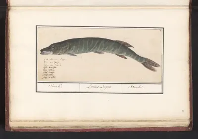 Snoek (Esox lucius)