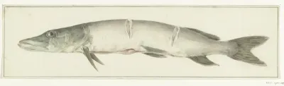 Snoek, met twee inkepingen op de rug