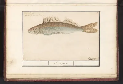 Snoekbaars (Sander lucioperca)