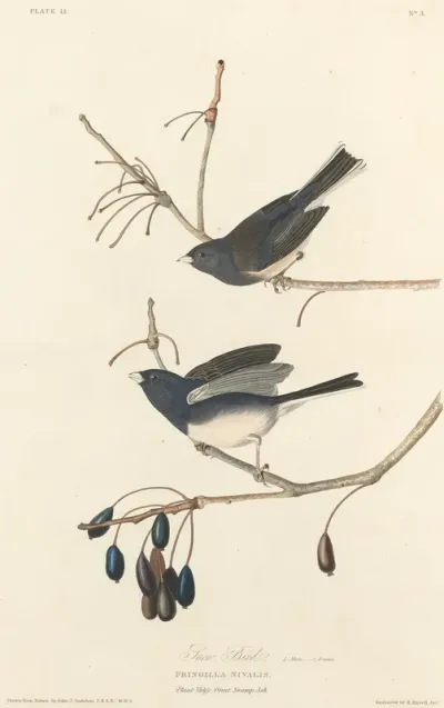 Snow-Bird