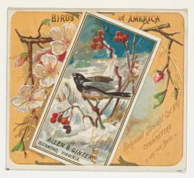 Snow Bird, from the Birds of America series (N37) for Allen & Ginter Cigarettes