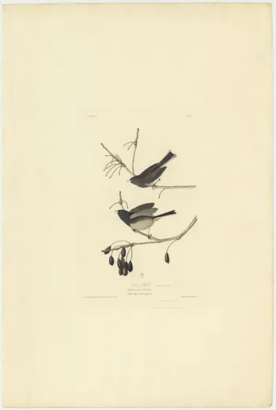 Snow Bird
