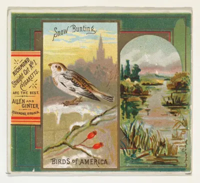Snow Bunting, from the Birds of America series (N37) for Allen & Ginter Cigarettes