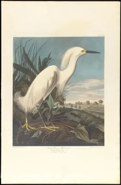 Snowy Heron, or White Egret