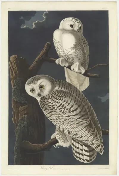 Snowy Owl