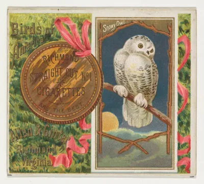 Snowy Owl, from the Birds of America series (N37) for Allen & Ginter Cigarettes