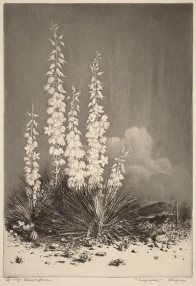 Soapweed, Arizona (no. 2)