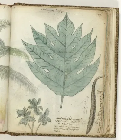 Soekoenblad en vrucht