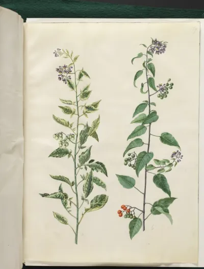 Solanum dulcamara (bittersød natskygge)