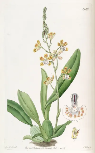 Solenidium lunatum