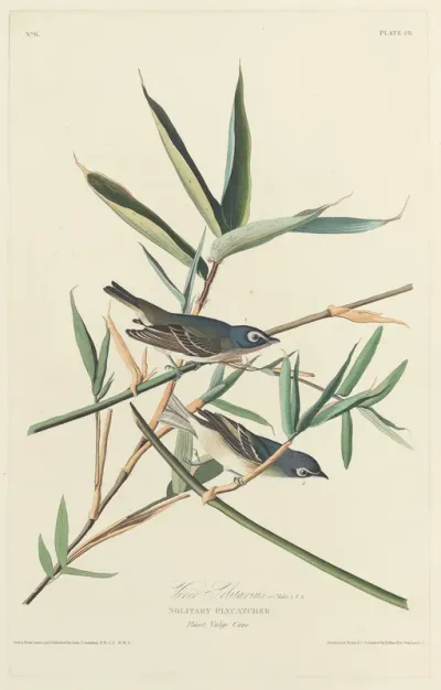 Solitary Flycatcher