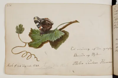 Sommerfugl på blad