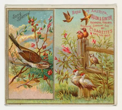 Song Sparrow, from the Birds of America series (N37) for Allen & Ginter Cigarettes