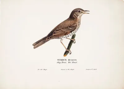 Song Thrush