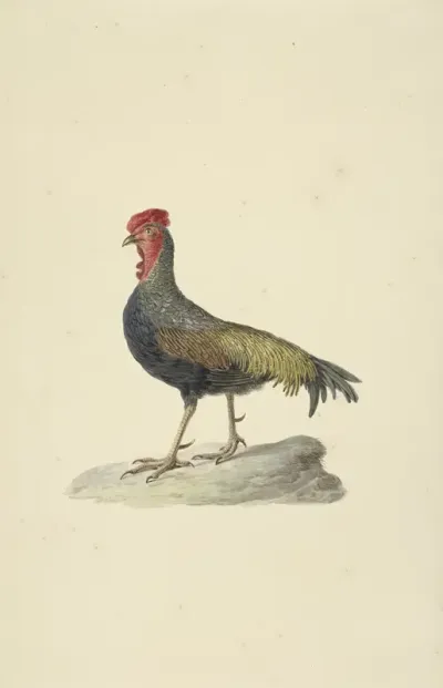 Sonnerat's hoen