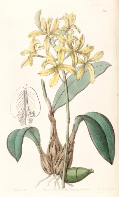 Sophronitis crispata