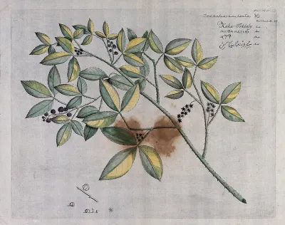 Source of Lopez Root (Toddalia asiatica Lam.): branch with flowers and fruit and separate flower, fruit and sectioned fruit with seed