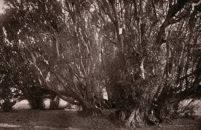South Africa: the wonderboom and ancient trees near Pretoria