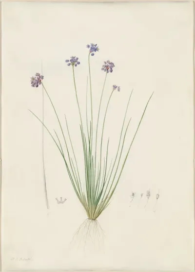 Sowerbaea juncea