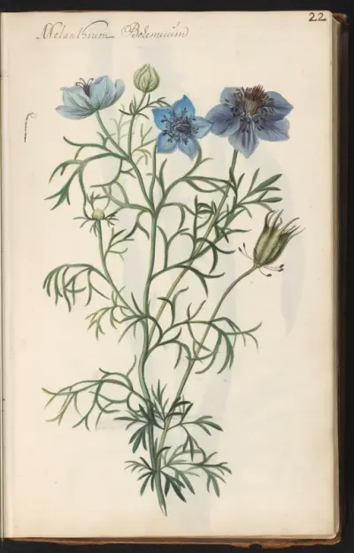 Spaanse nigelle (Nigella hispanica)