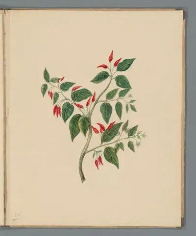 Spaanse peper (Capsicum annuum)