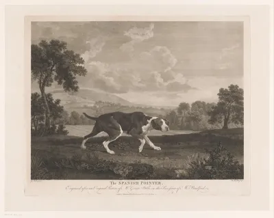 Spaanse Pointer in landschap