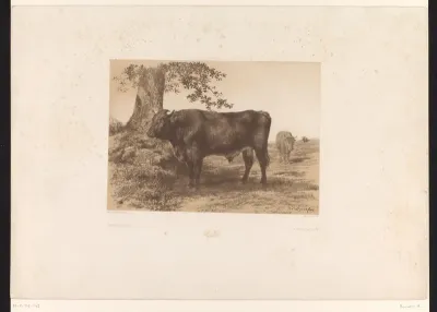 Spaanse stier bij een boom