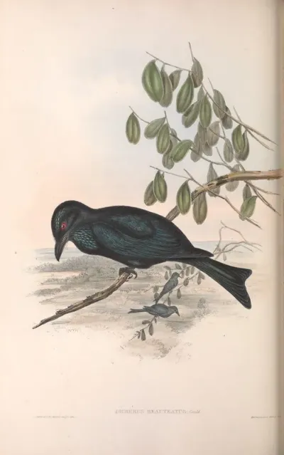 Spangled Drongo