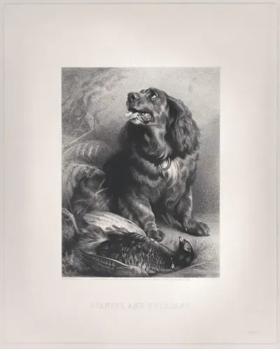 Spaniel and Pheasant