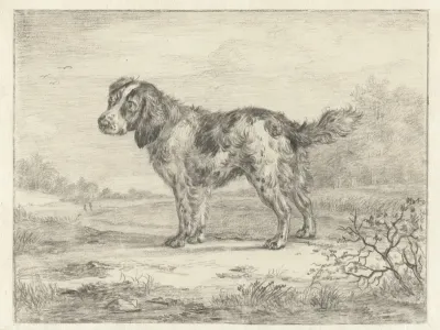 Spaniel staande in een landschap