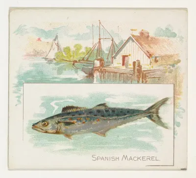 Spanish Mackerel, from Fish from American Waters series (N39) for Allen & Ginter Cigarettes