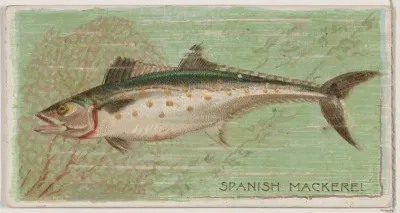 Spanish Mackerel, from the series Fishers and Fish (N74) for Duke brand cigarettes