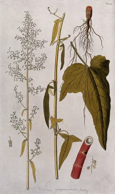 Spanish rhubarb dock (Rumex abyssinicus Jacq.): two sections of the flowering stem with separate root, leaf, part of stem, flower and fruit