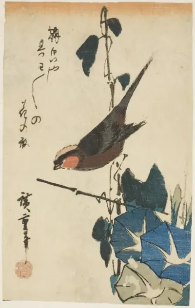 Sparrow and morning glories