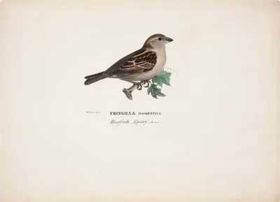 Sparrow, Female