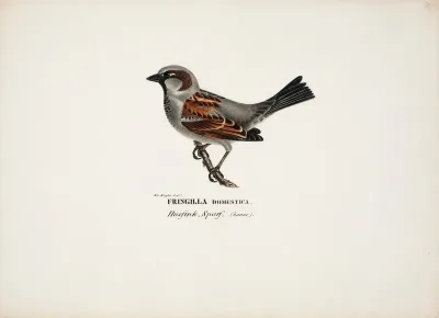 Sparrow, Male