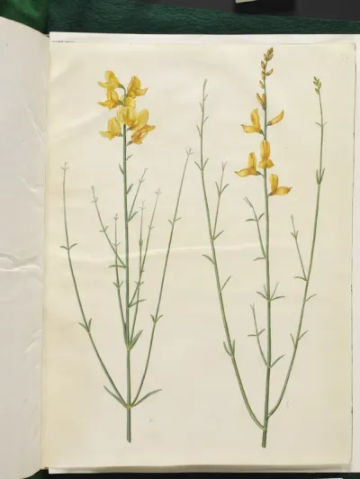 Spartium junceum (spartium)