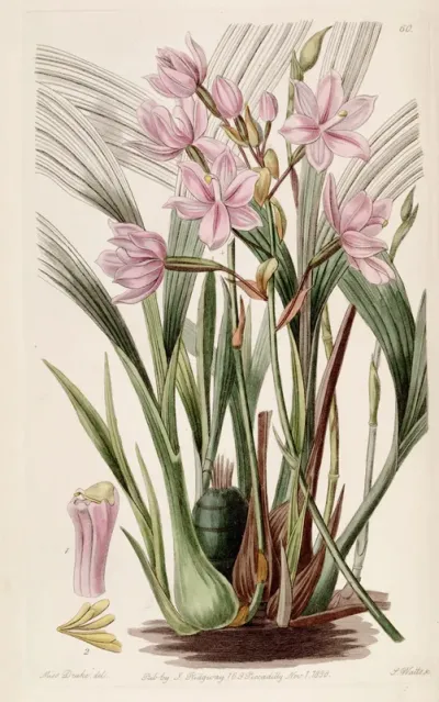 Spathoglottis plicata