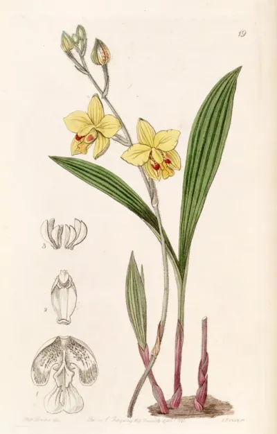 Spathoglottis pubescens